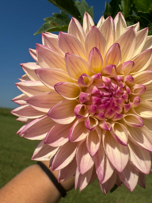 Valley Porcupine - Dahlia Tuber