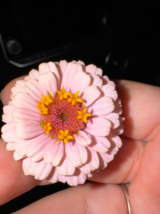 Zinnia Seed - Petite Pastels