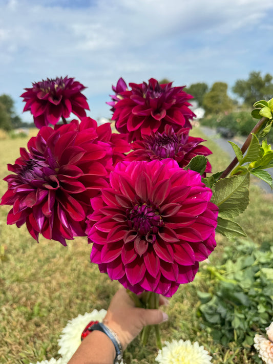 Diva - Dahlia Tuber