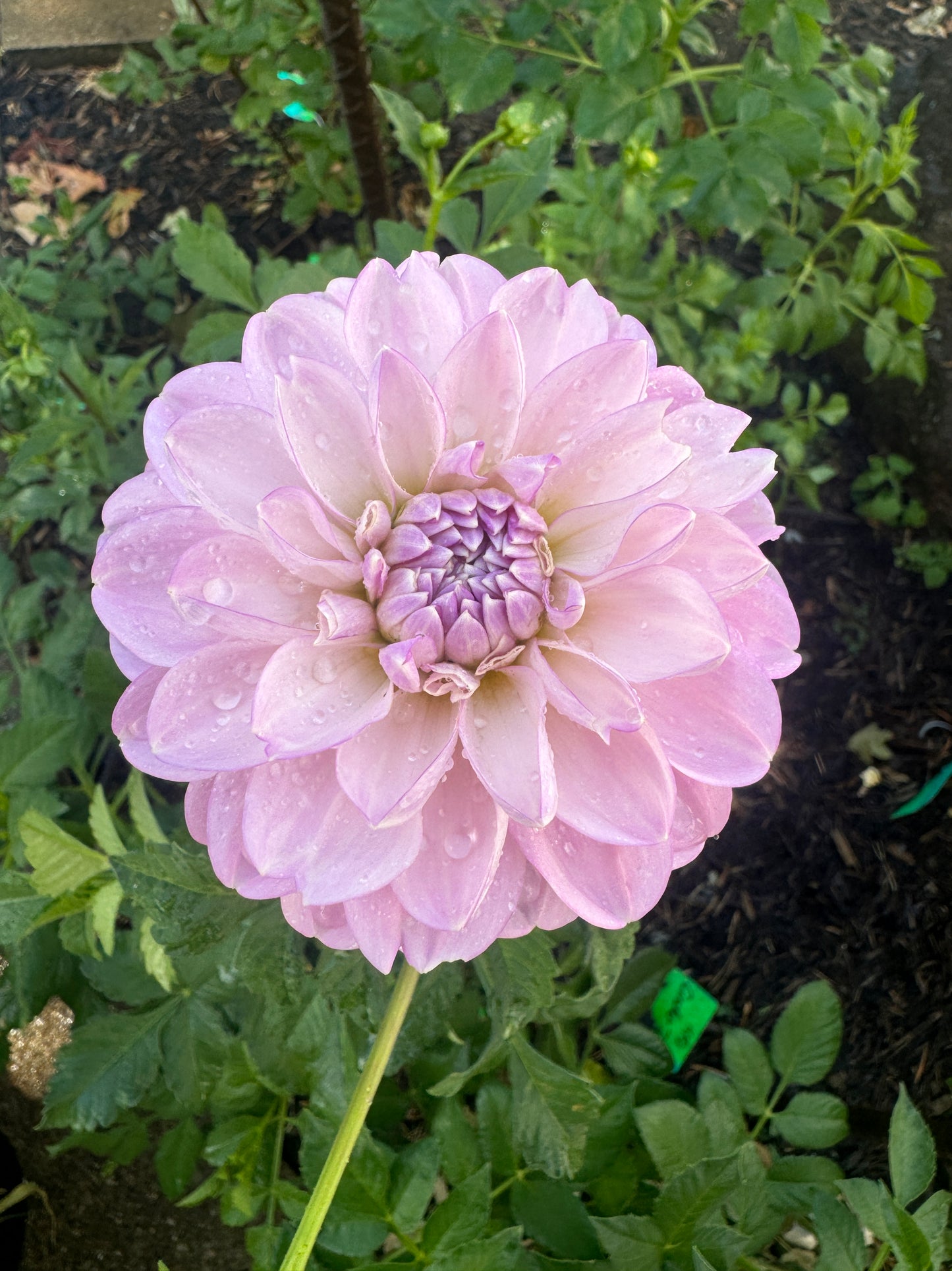 Marionberry Milkshake - Dahlia Tuber