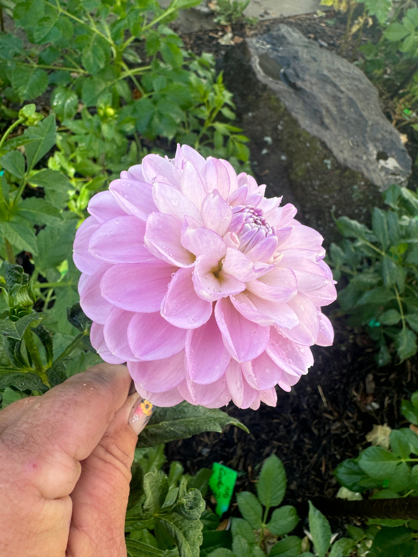 Marionberry Milkshake - Dahlia Tuber