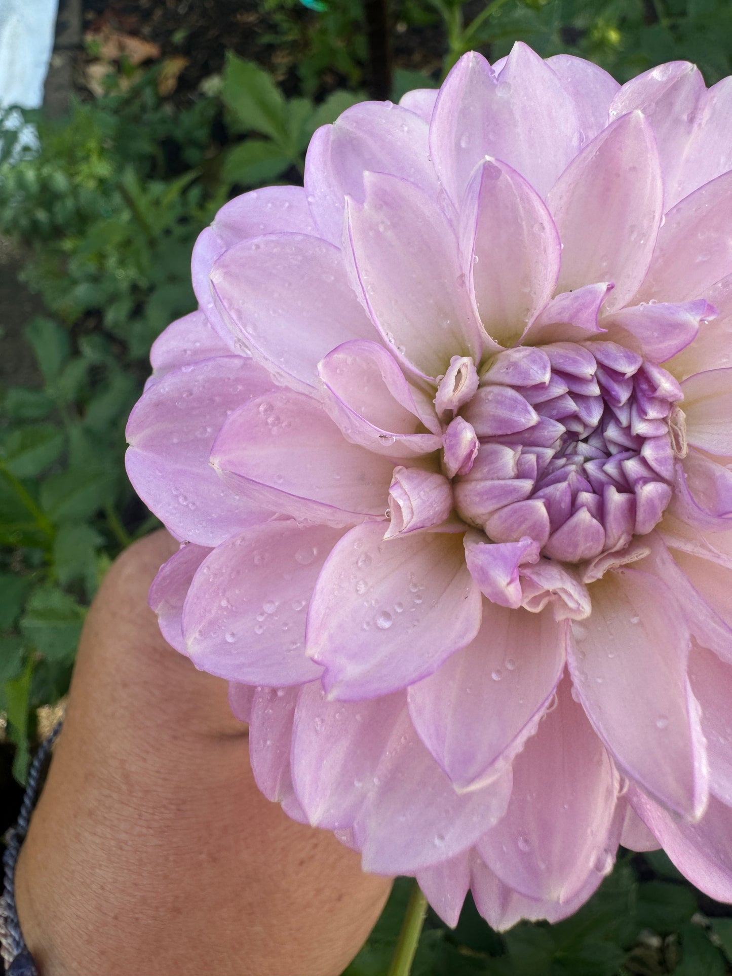 Marionberry Milkshake - Dahlia Tuber