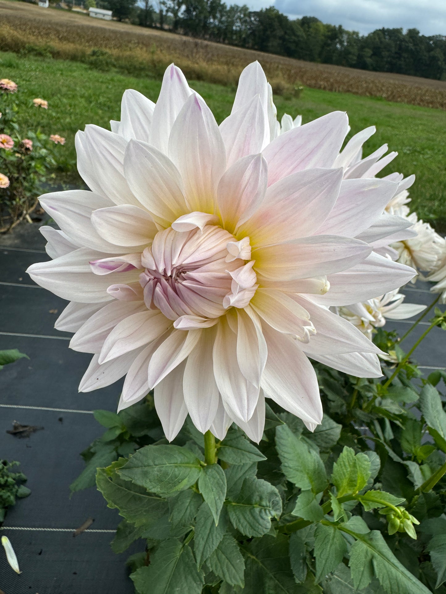 Roque Starburst - Dahlia Tuber