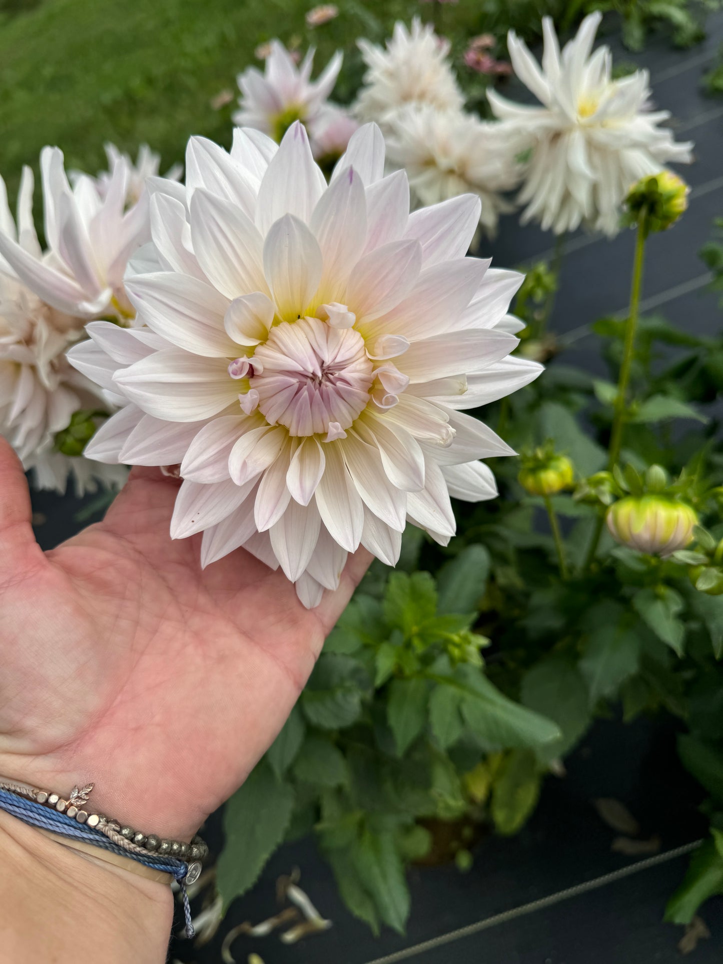 Roque Starburst - Dahlia Tuber