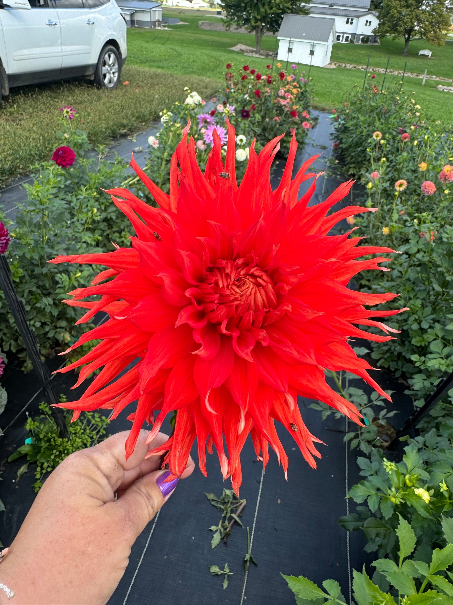 Allen’s Tsunami - Dahlia Tuber