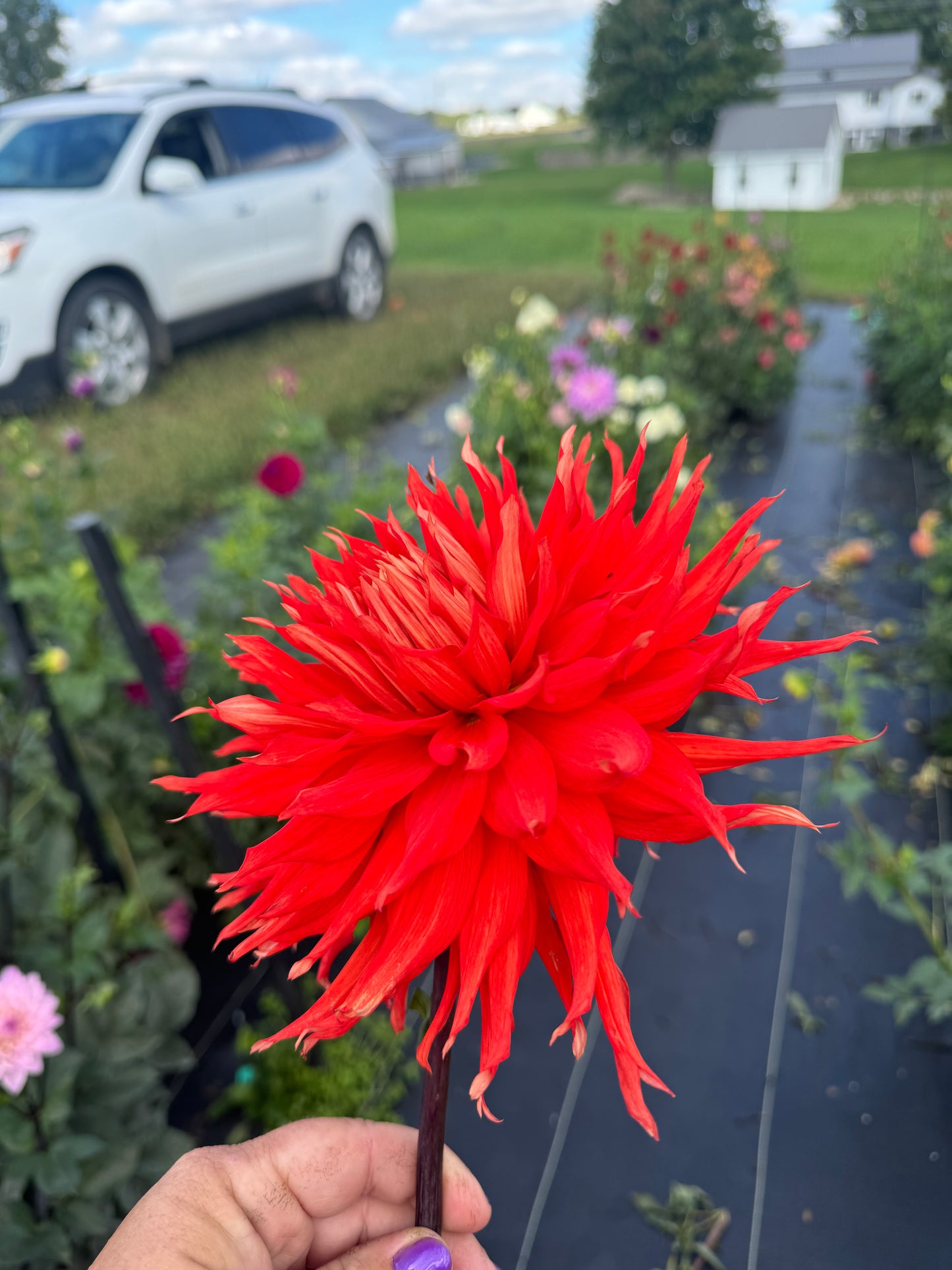 Allen’s Tsunami - Dahlia Tuber