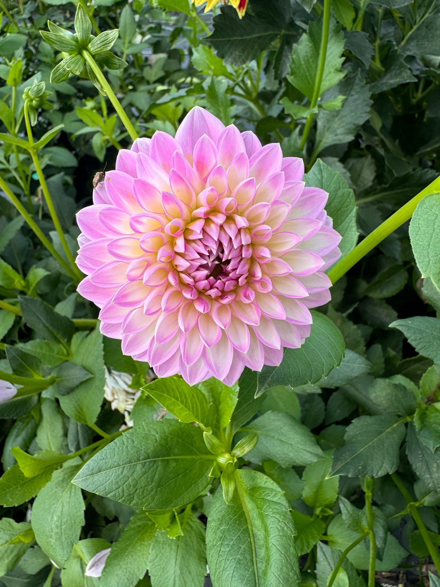 Arbatax - Dahlia Tuber