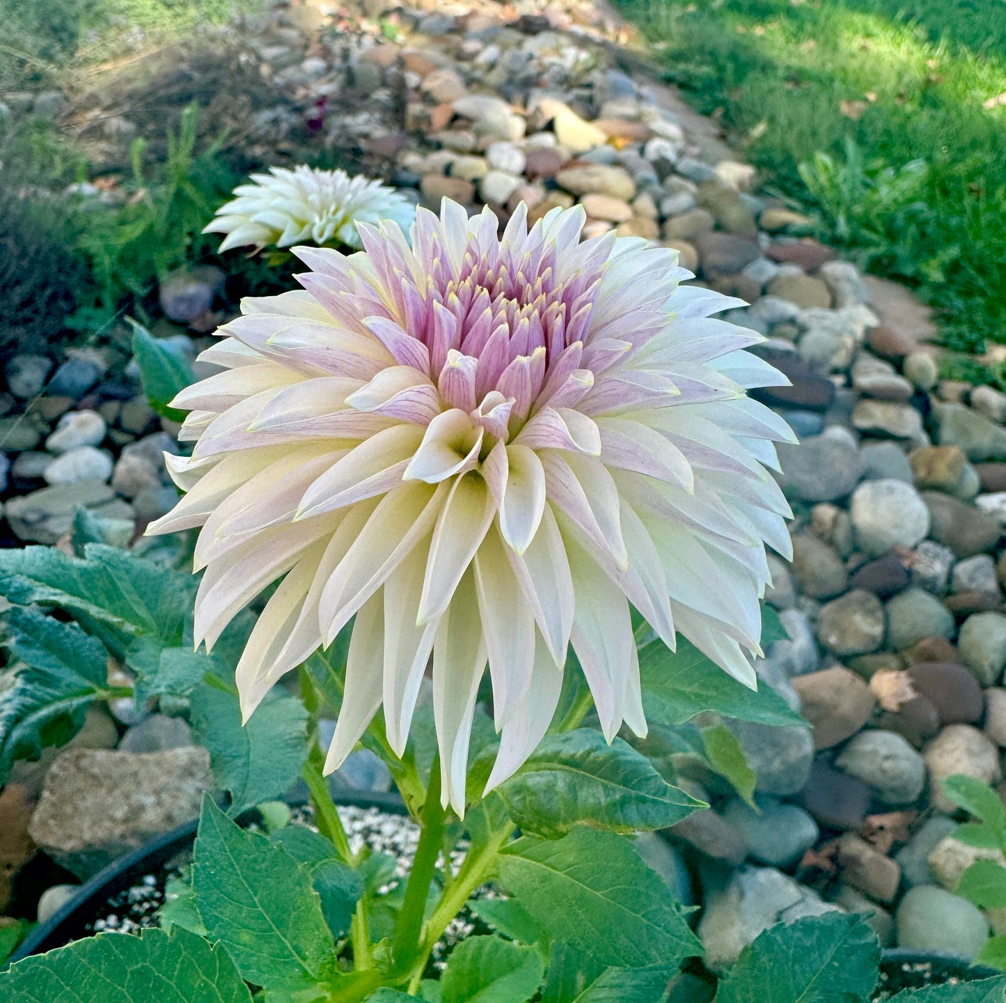 Champagne - Dahlia - Spring CUTTING