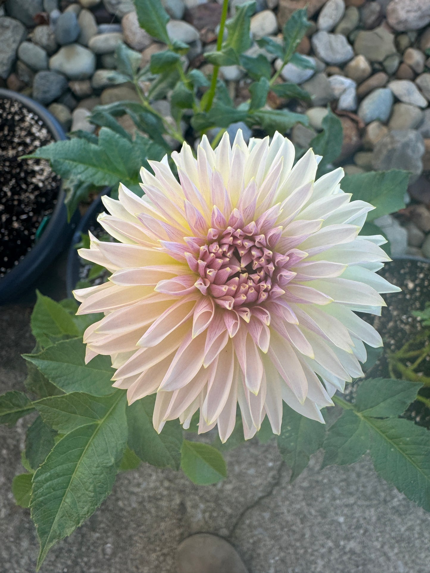Champagne - Dahlia - Spring CUTTING