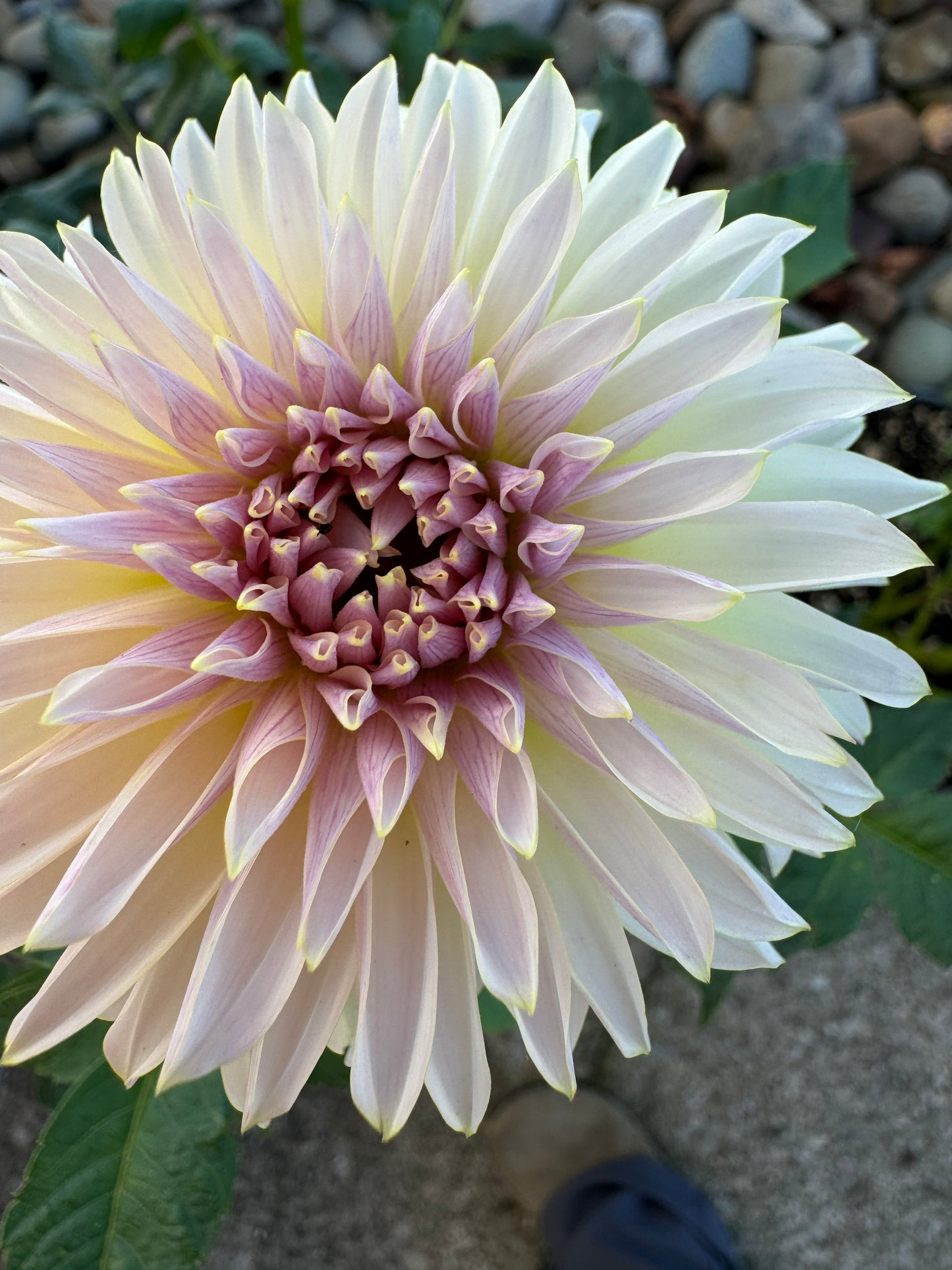 Champagne - Dahlia - Spring CUTTING