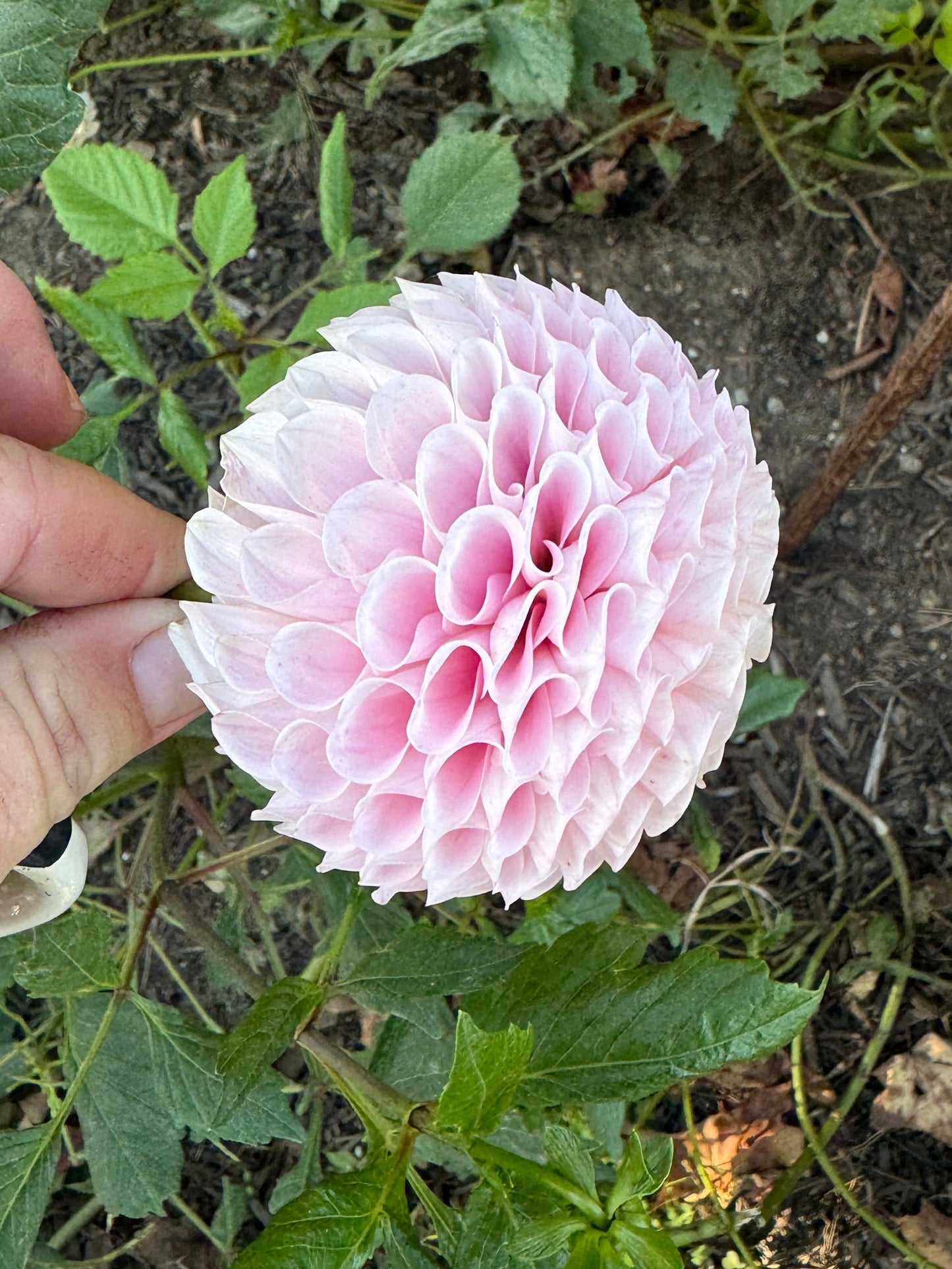20th Ave Memory - Dahlia - Spring CUTTING