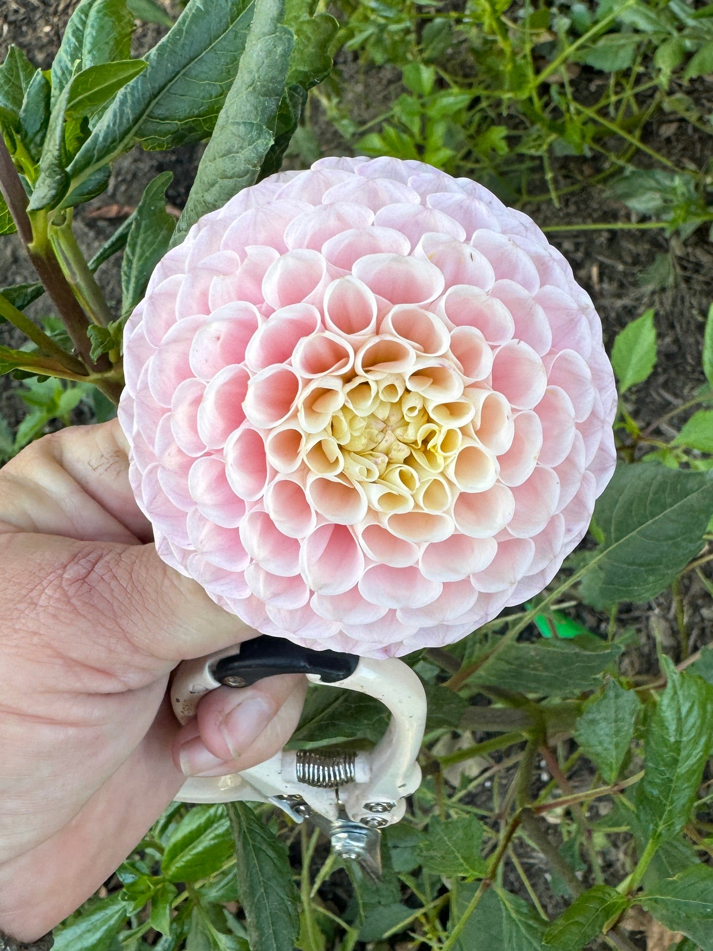 20th Ave Memory - Dahlia - Spring CUTTING