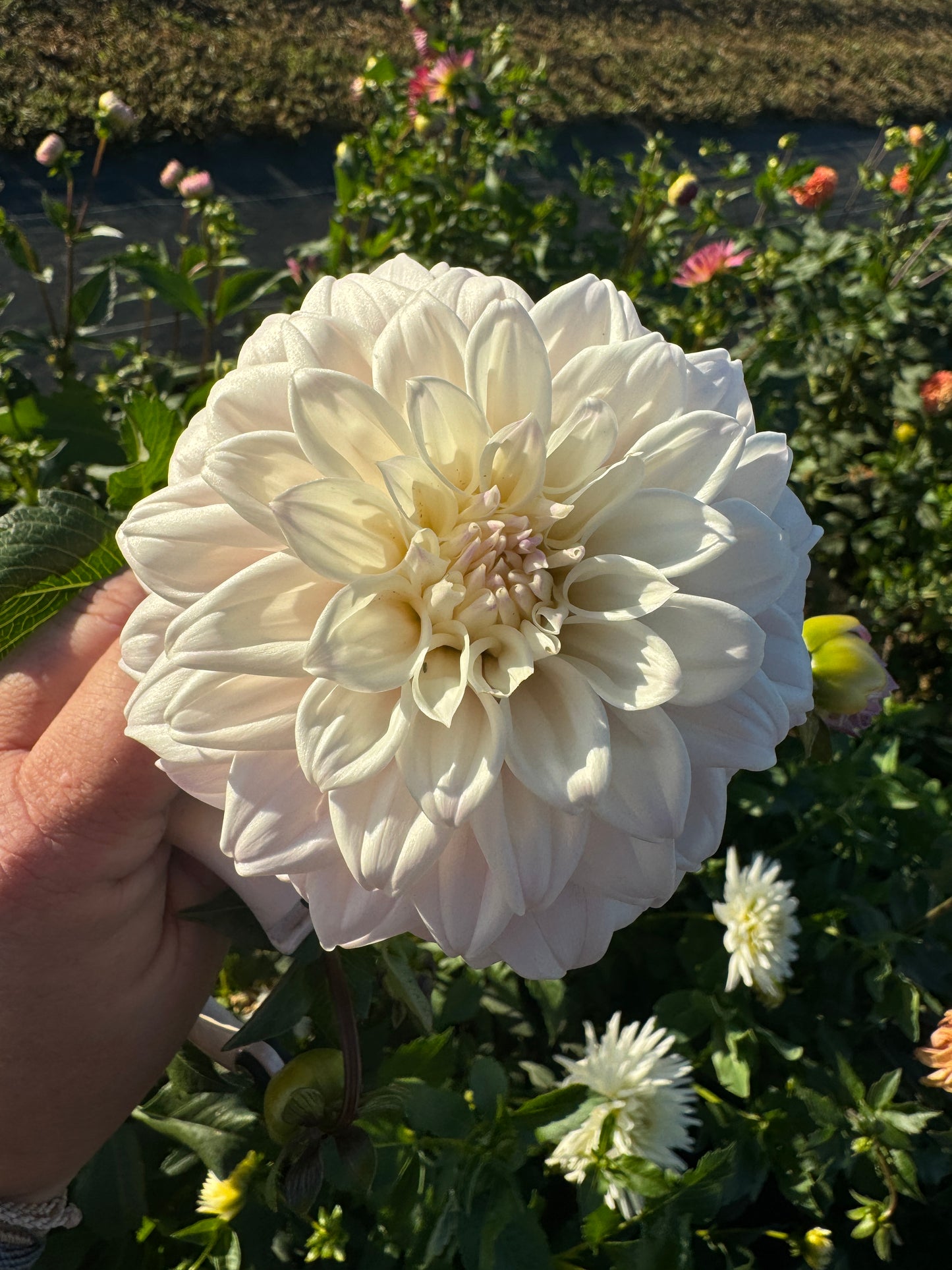 Who Me? - Dahlia Tuber