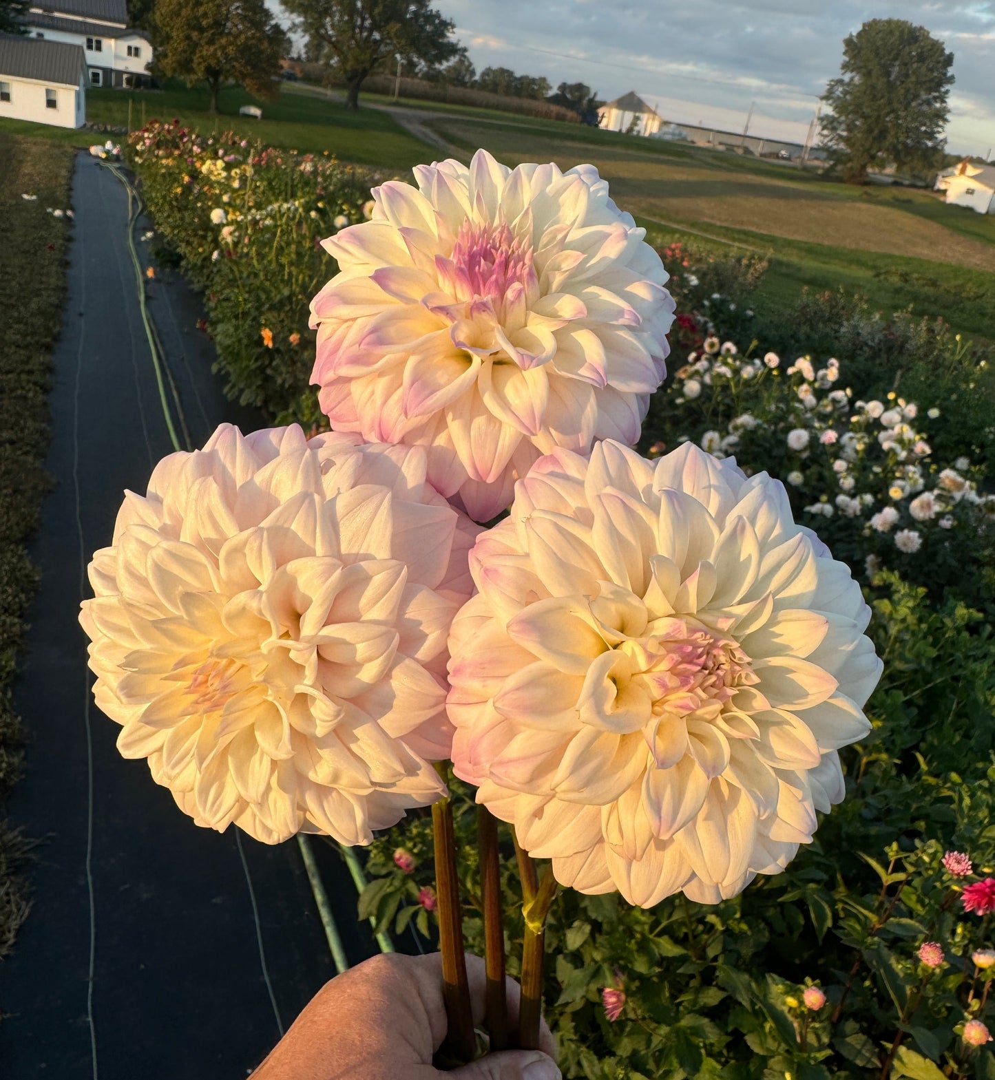 Who Me? - Dahlia Tuber