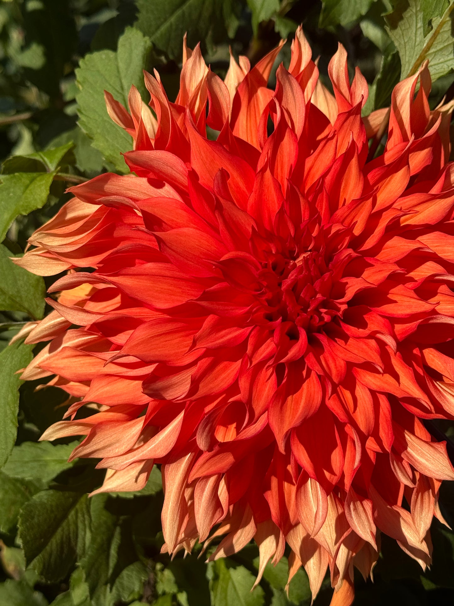 Allen’s Tsunami - Dahlia Tuber