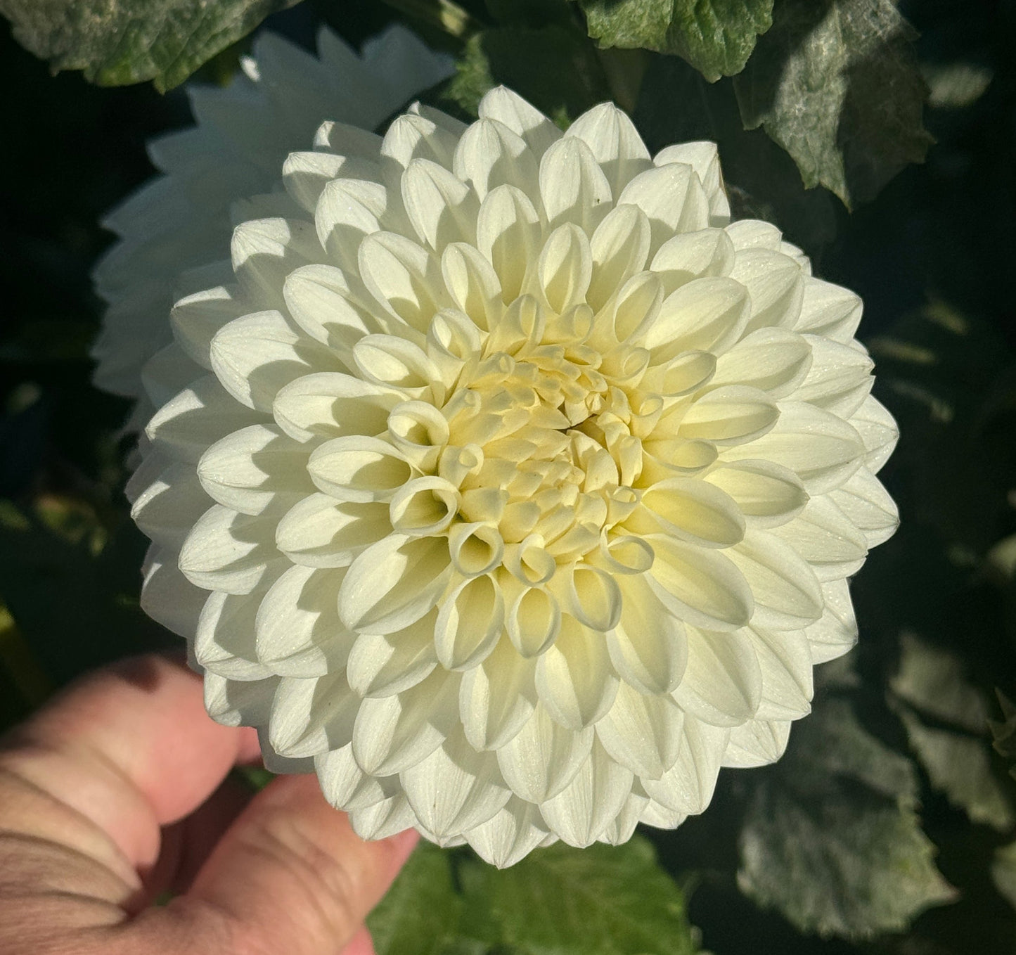 Blizzard - Dahlia Tuber