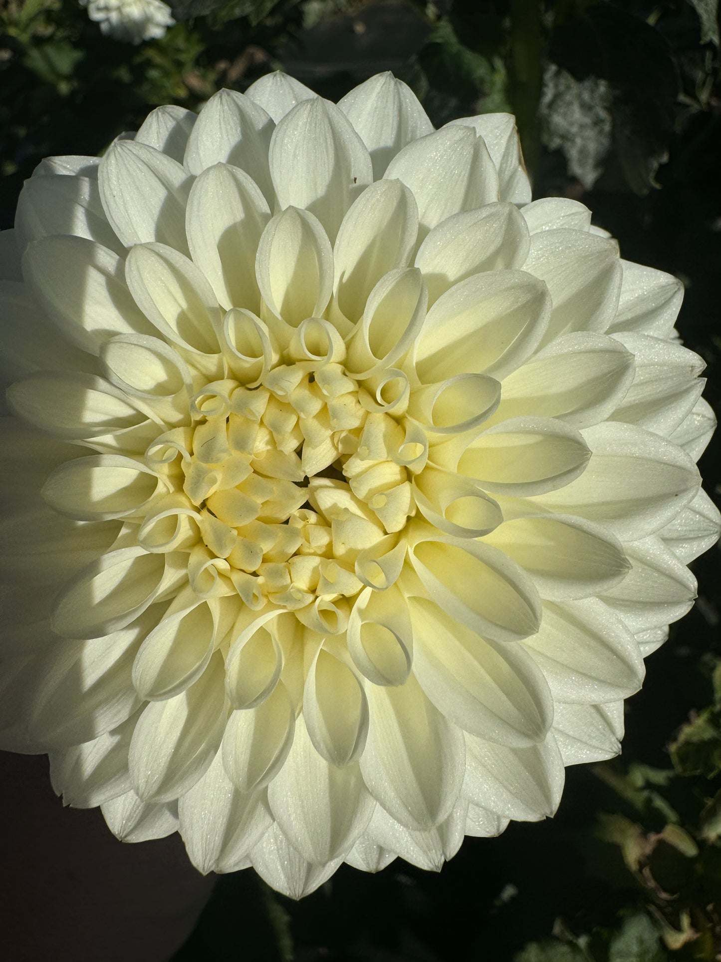 Blizzard - Dahlia Tuber