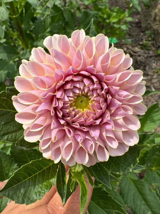 Cinder Rose - Dahlia - Spring CUTTING