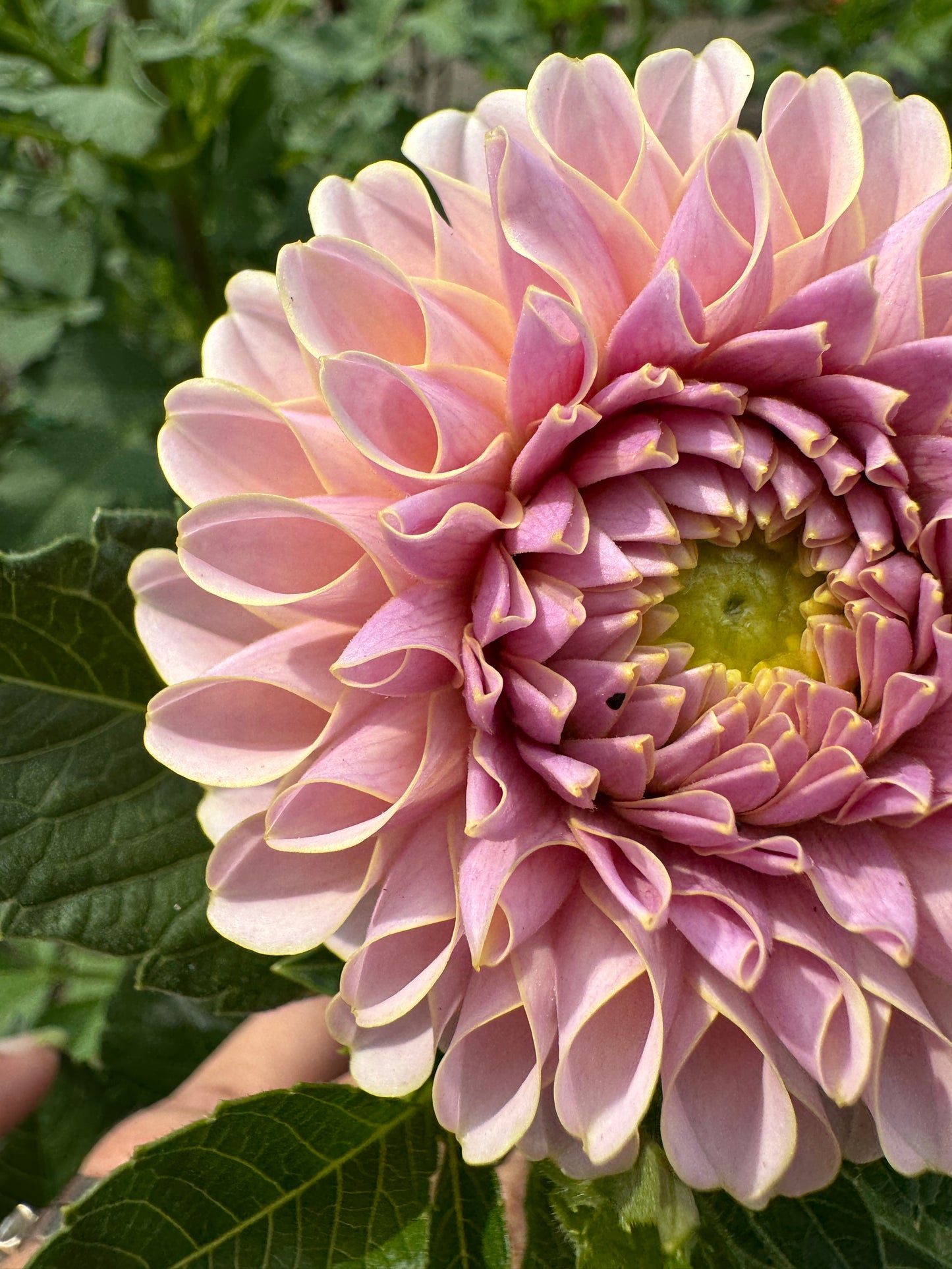 Cinder Rose - Dahlia - Spring CUTTING