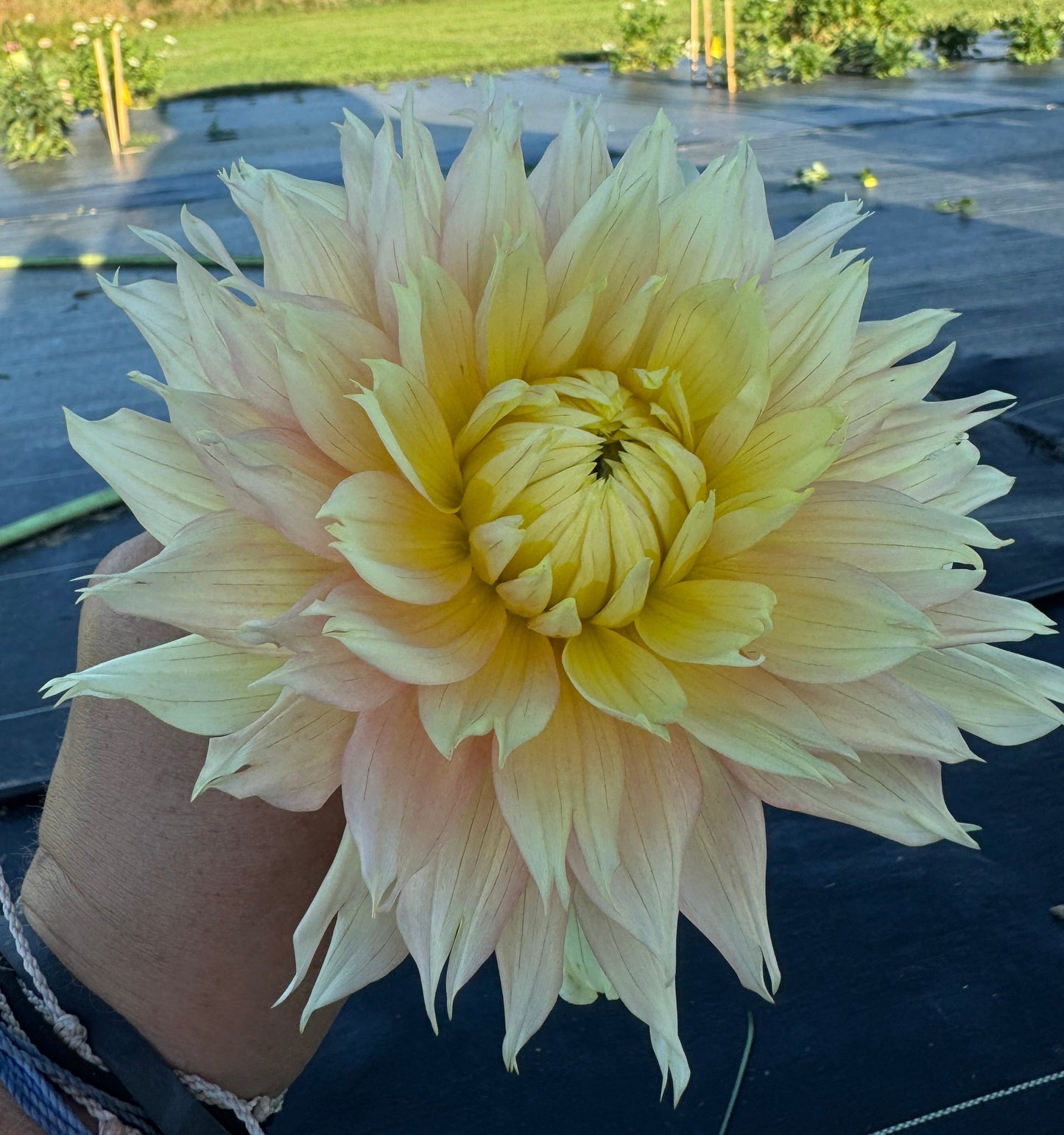 Liz Evangelista -  Dahlia Tuber