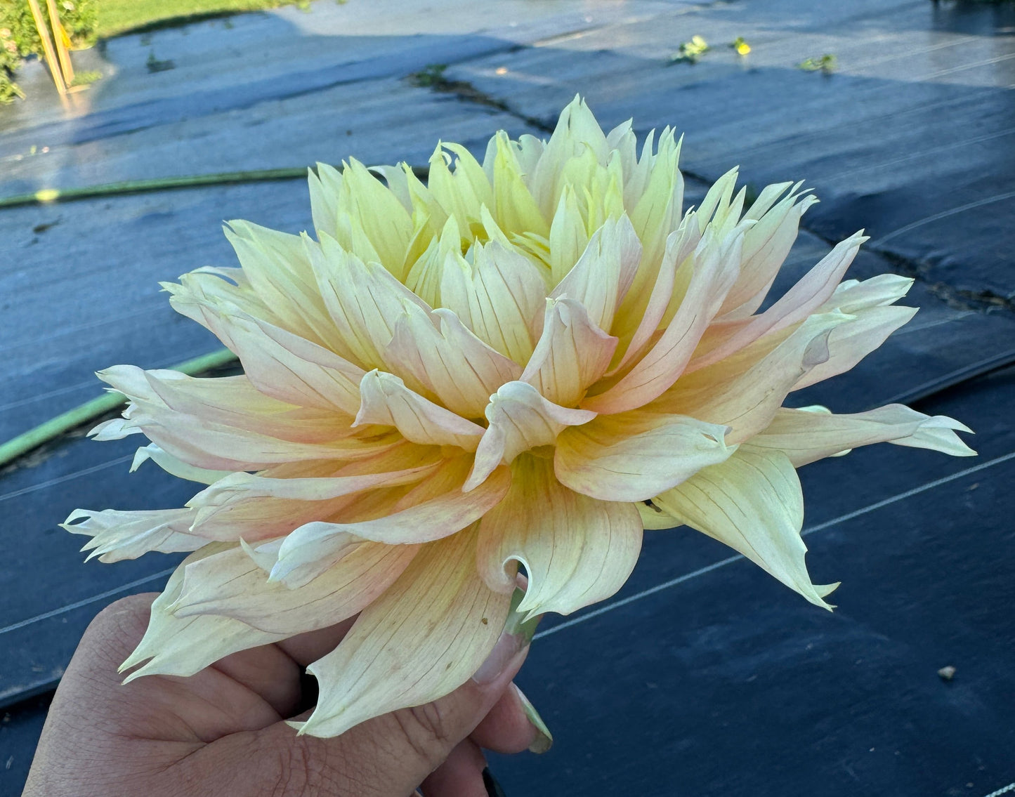 Liz Evangelista -  Dahlia Tuber