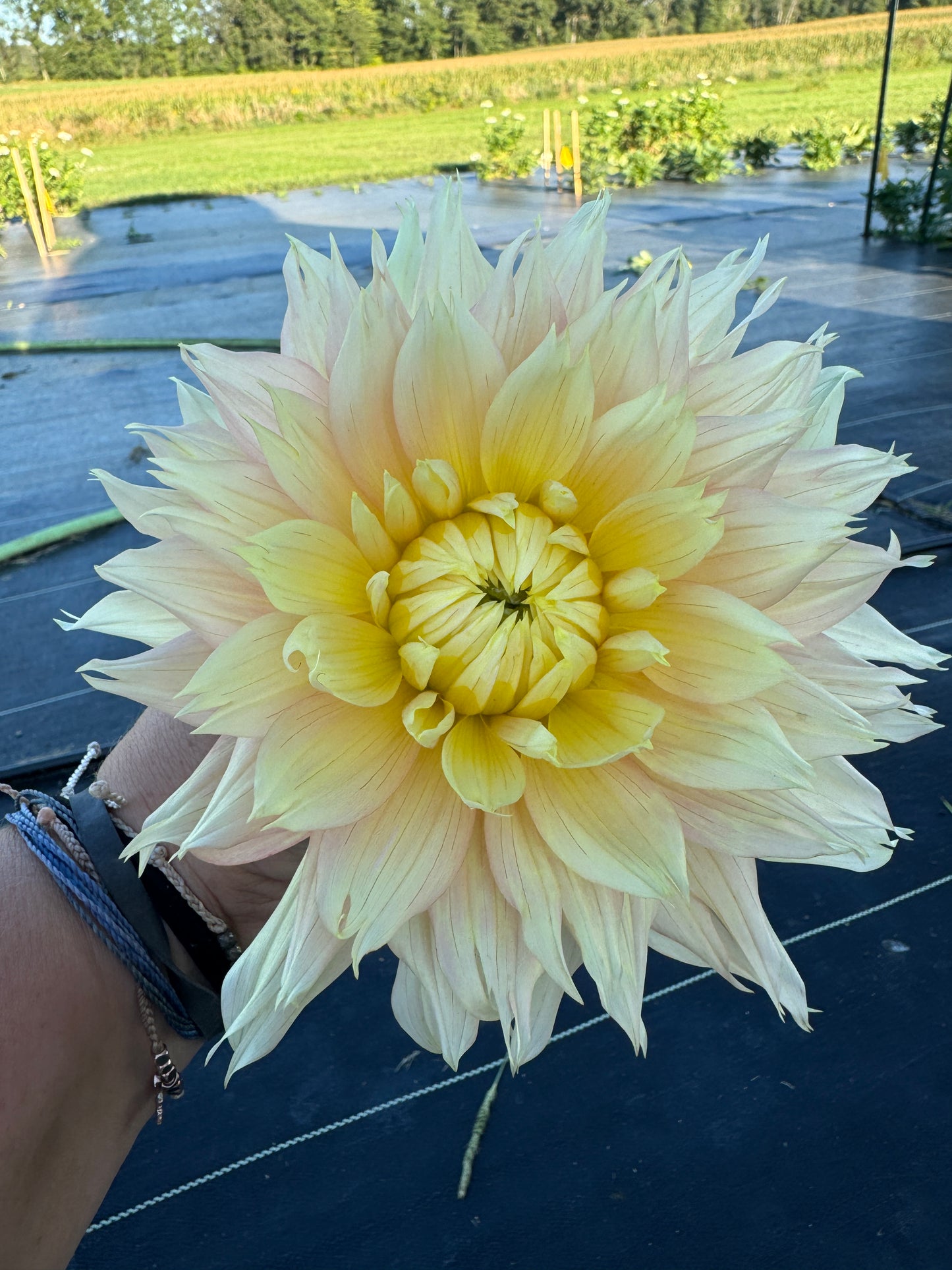 Liz Evangelista -  Dahlia Tuber