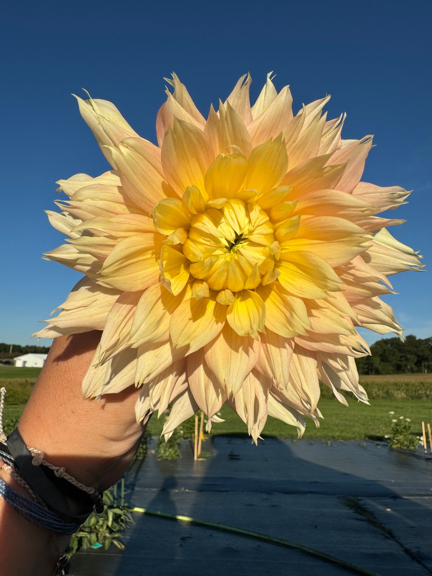 Liz Evangelista -  Dahlia Tuber