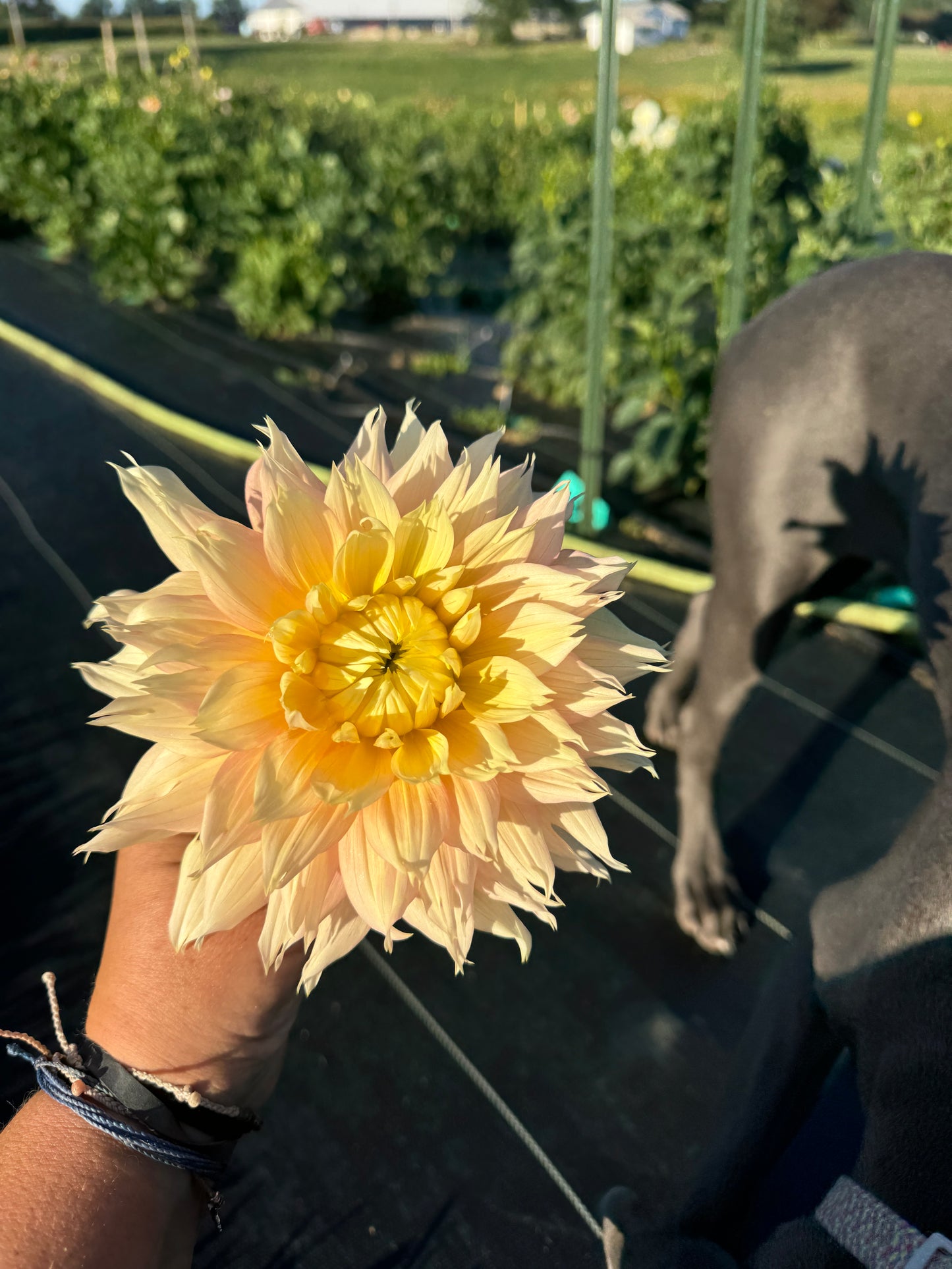 Liz Evangelista -  Dahlia Tuber