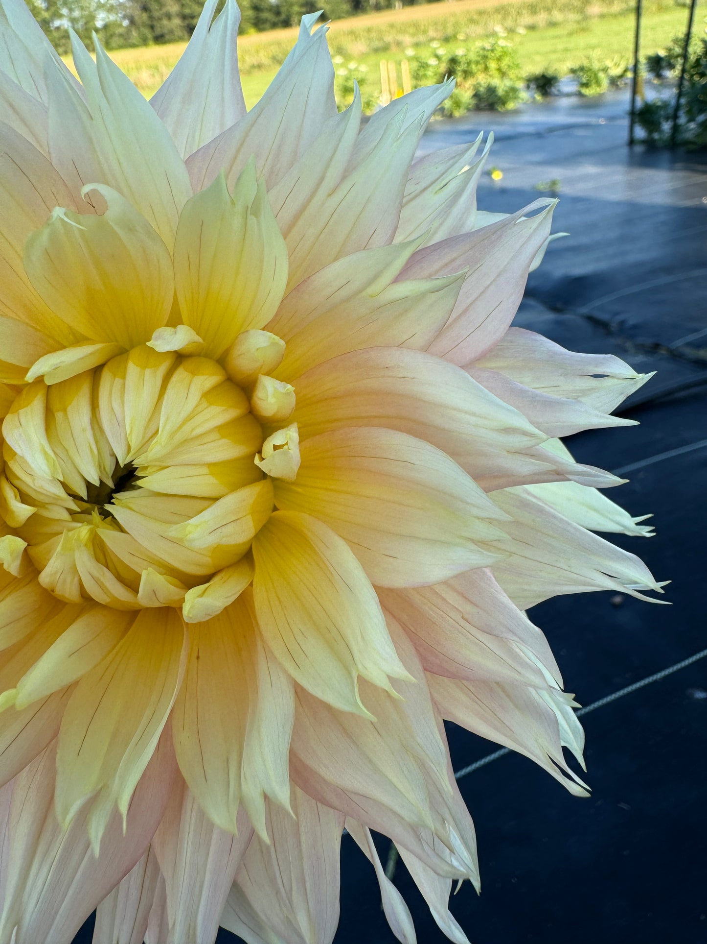 Liz Evangelista -  Dahlia Tuber