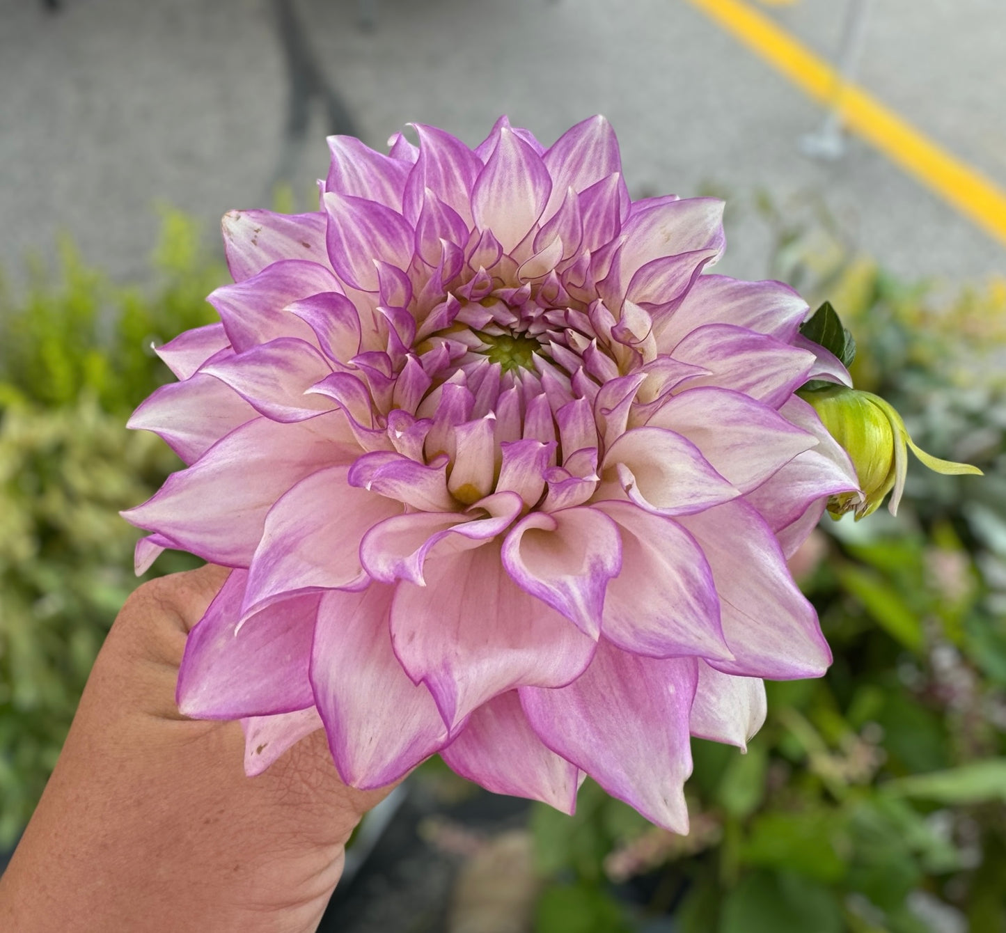 Clearview Debby - Dahlia Tuber