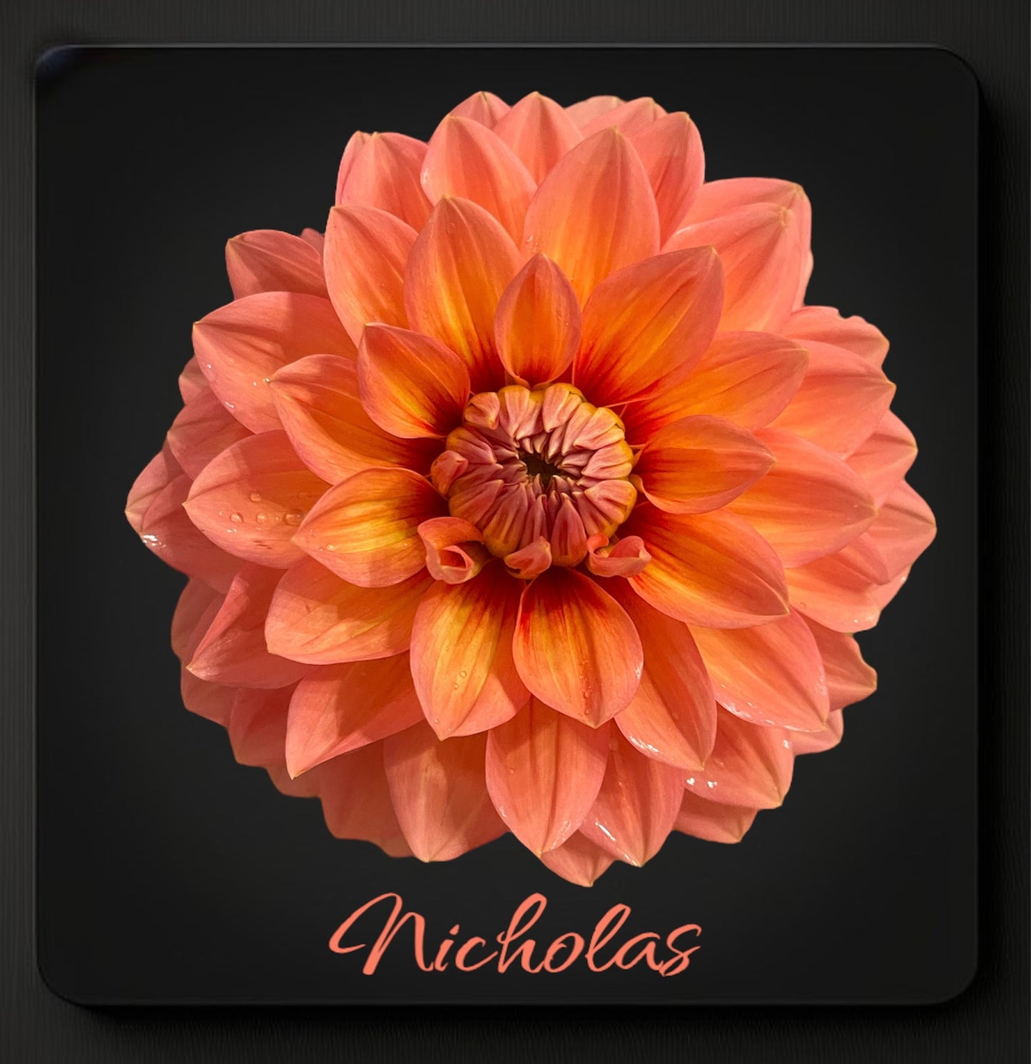 Nicholas - Dahlia Tuber