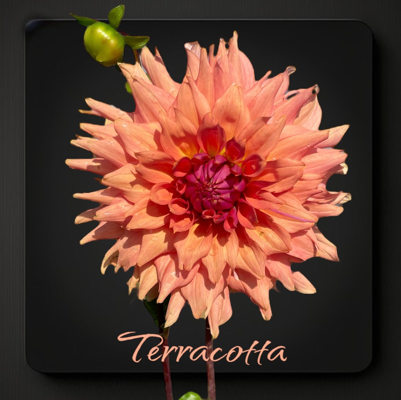 Terracotta - Dahlia Tuber