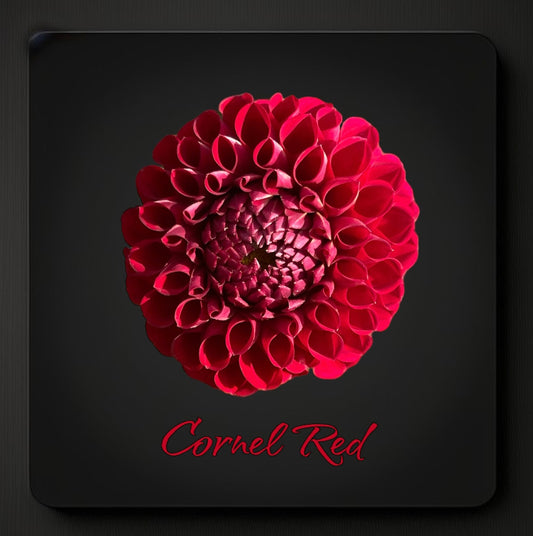 Cornel - Dahlia Tuber