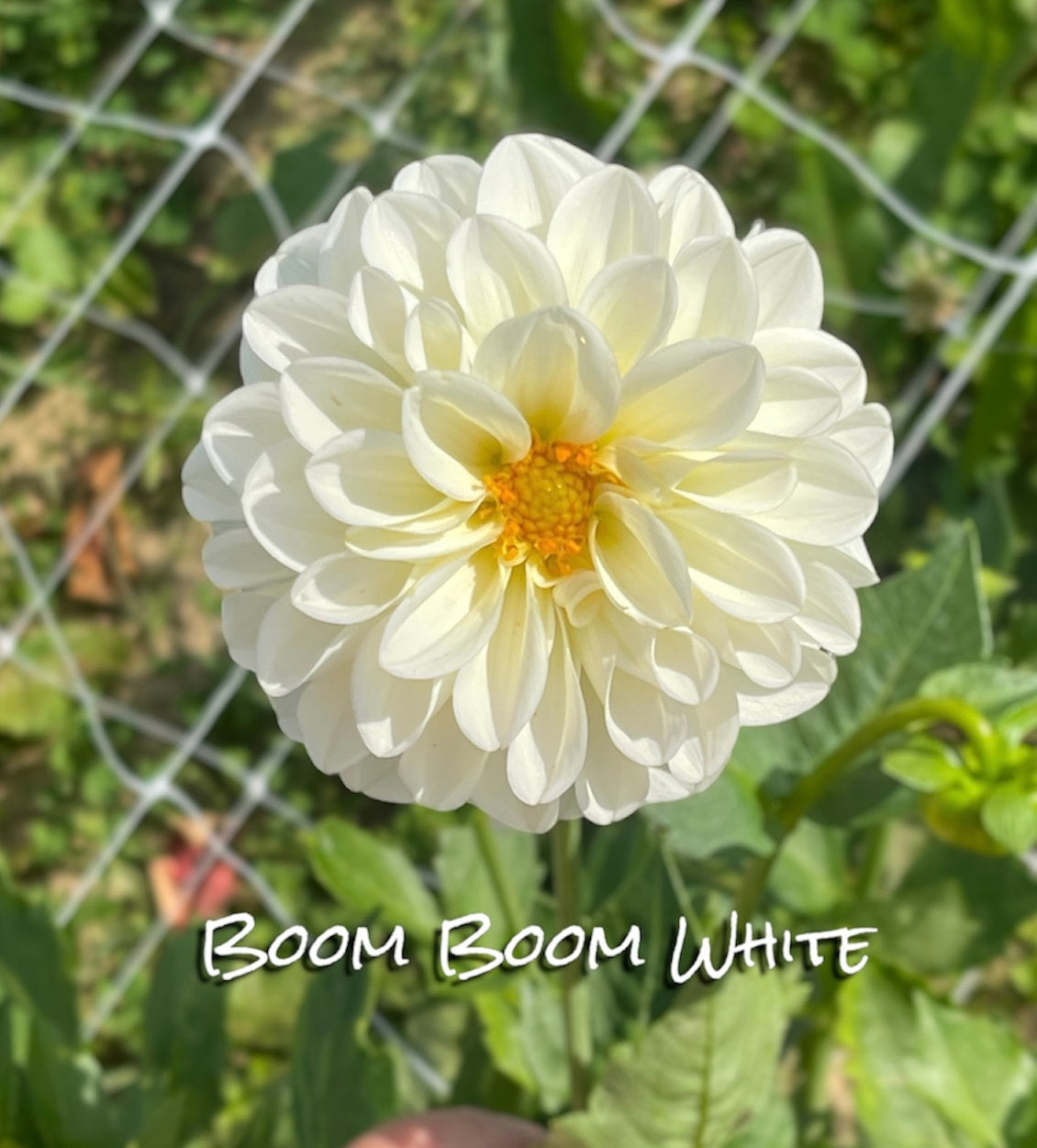 Boom Boom White - Dahlia Tuber