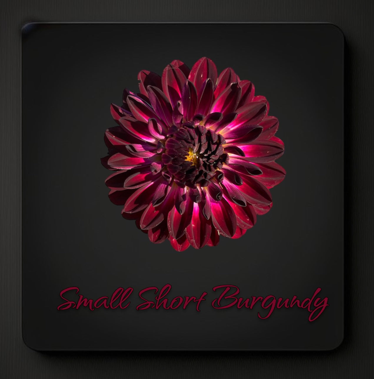 Small Short Burgundy - Dahlia Tuber