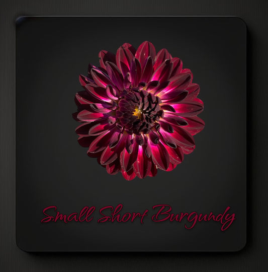 Small Short Burgundy - Dahlia Tuber