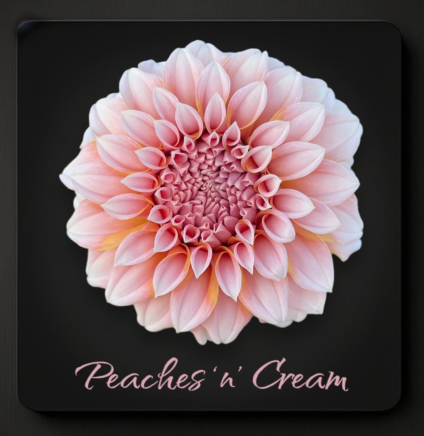 Peaches-N-Cream - Dahlia Tuber