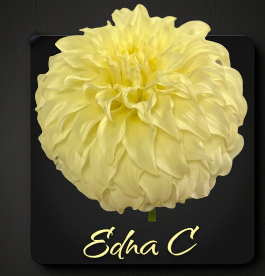 Edna C - Dahlia Tuber