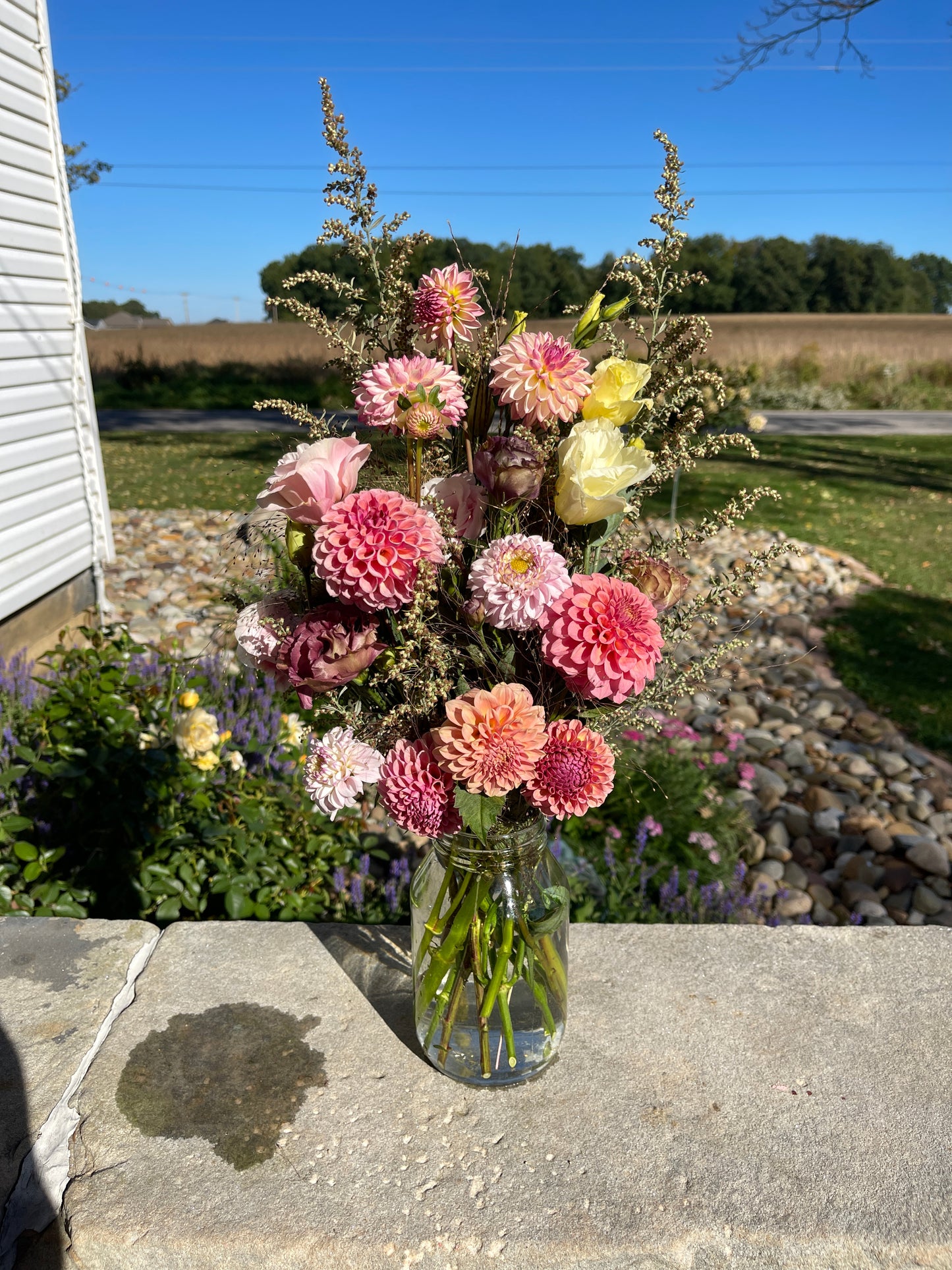 Named Variety Mix - Dahlia Tuber