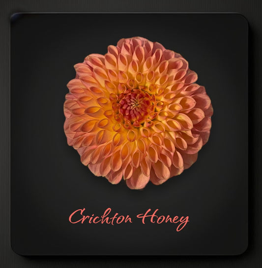 Crichton Honey - Dahlia Tuber