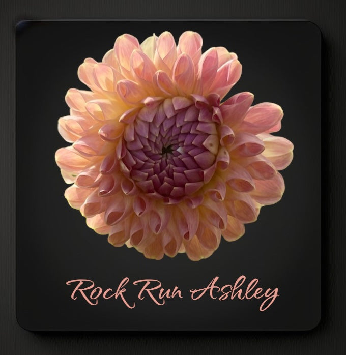 Rock Run Ashley - Dahlia Tuber