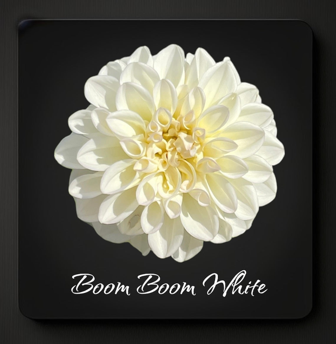 Boom Boom White - Dahlia Tuber