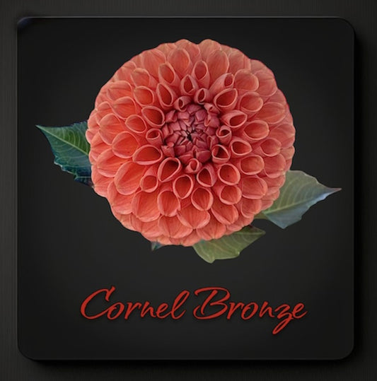 Cornel Bronze - Dahlia - Tuber