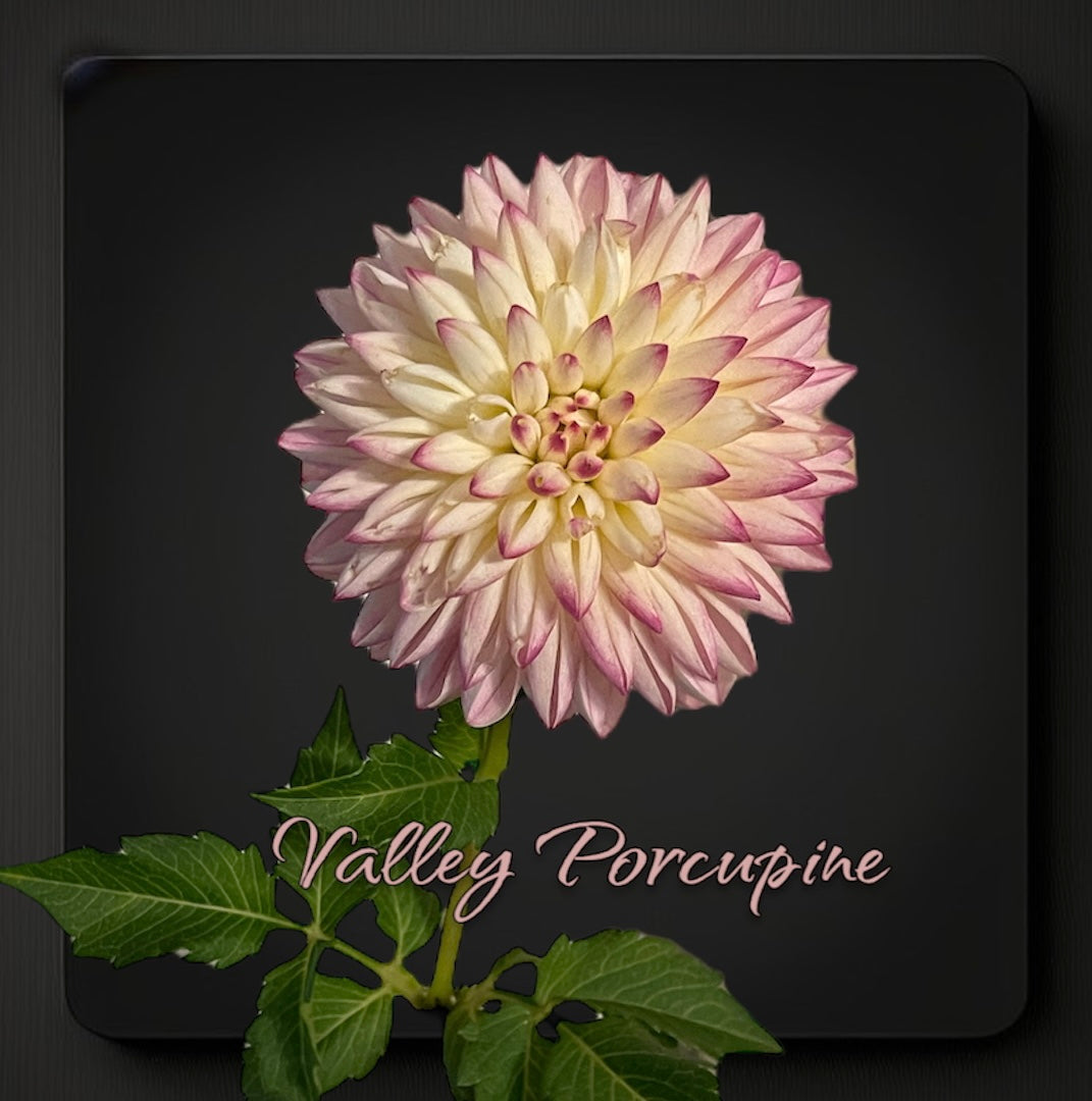 Valley Porcupine - Dahlia Tuber