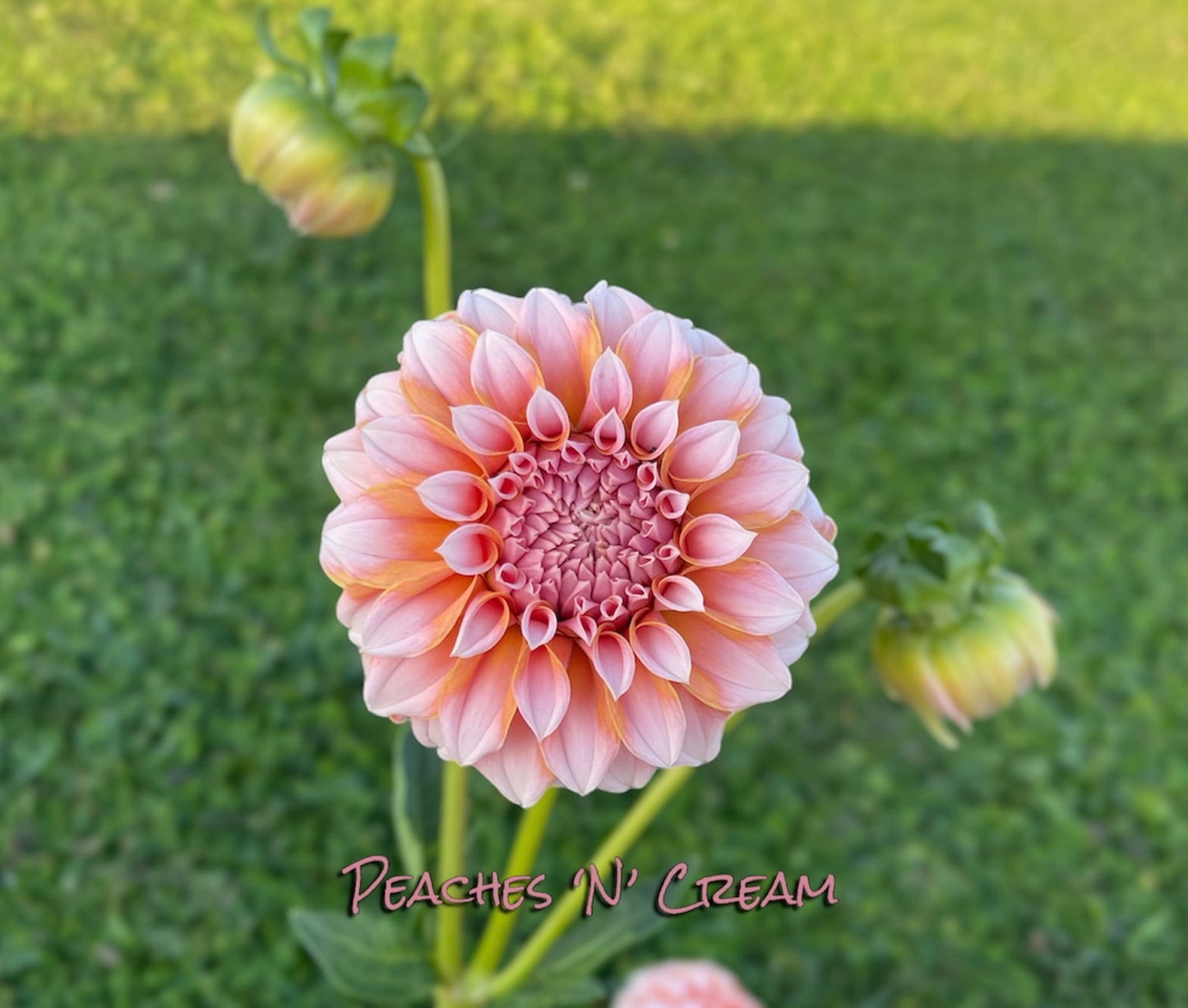Peaches-N-Cream - Dahlia Tuber