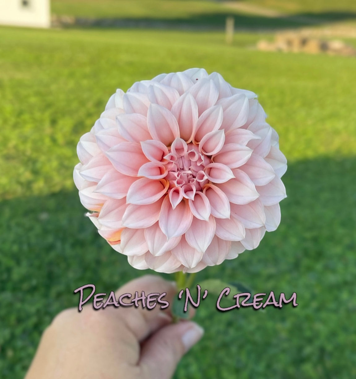 Peaches-N-Cream - Dahlia Tuber