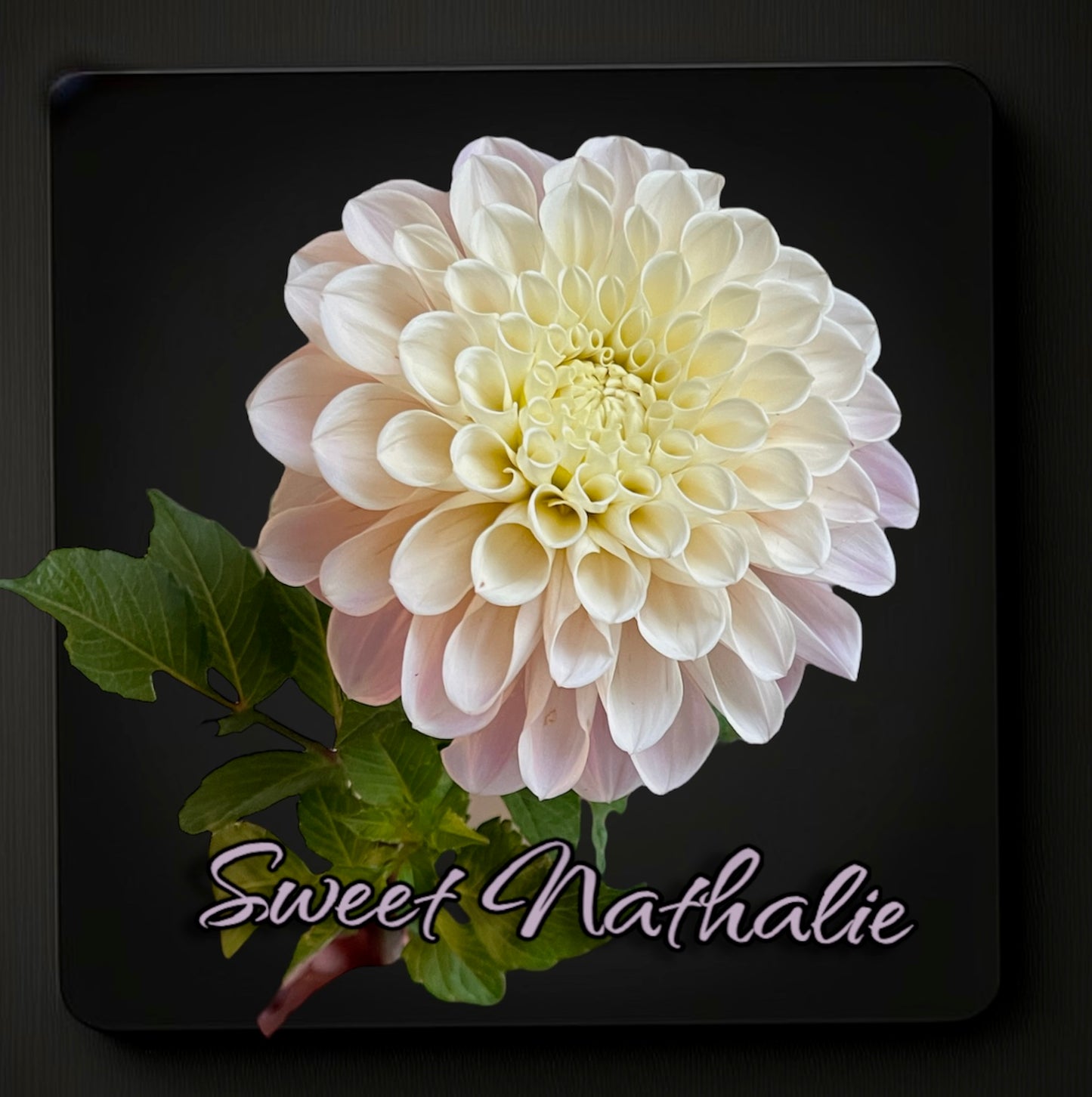 Sweet Nathalie - Dahlia Tuber